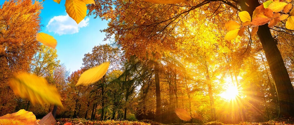 Herbstliche Landschaft des Schwarzwalds mit Blick auf grüne Wiesen. Die Bäume haben sich bereits in den vielen bunten Herbstfarben, gelb, rot und braun gefärbt. Im Hintergrund erkennt man, wie die Sonne die Hügel in sanftes Licht hüllt.