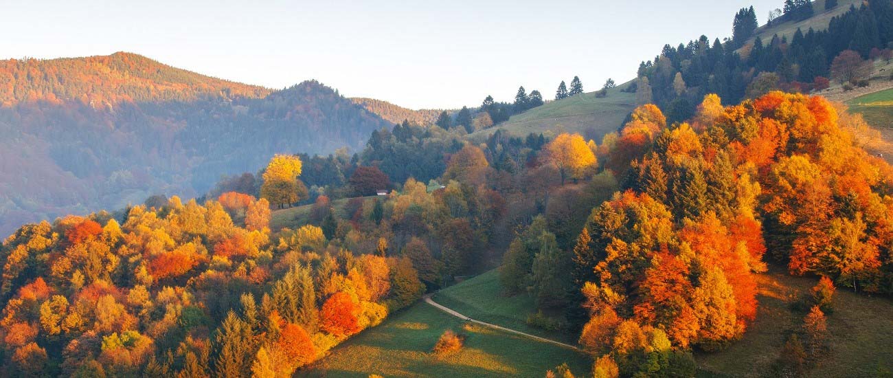 Herbstliche Landschaft des Schwarzwalds mit Blick auf grüne Wiesen. Die Bäume haben sich bereits in den vielen bunten Herbstfarben, gelb, rot und braun gefärbt. Im Hintergrund erkennt man, wie die Sonne die Hügel in sanftes Licht hüllt.